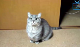 猫猫搞笑视频,猫咪搞笑视频大盘点